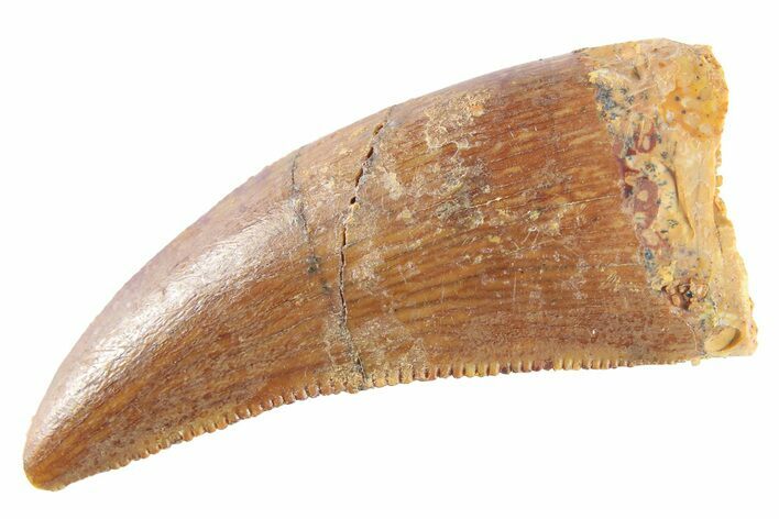 Serrated, Theropod (Deltadromeus?) Pre-Max Tooth - Morocco #268834